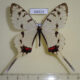 64313p Papilionidae Sericinus montela Primorye $10
