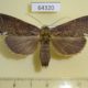 64320p Notodontiidae Ortholomia xylinata f Thailand $8