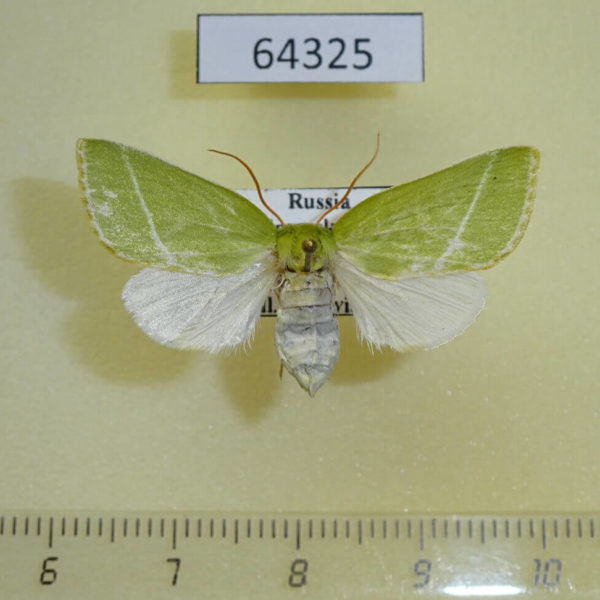 Noctuidae Pseudoips prasinana f Primorye