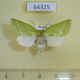 64325p Noctuidae Pseudoips prasinana f Primorye $8