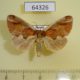 64326p Notodontiidae Rosama ornata f Primorye $15