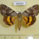 64333p Noctuidae Catocala ella Primorye $9
