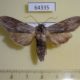 64335p Noctuidae Cucullia lucifuga Primorye $6