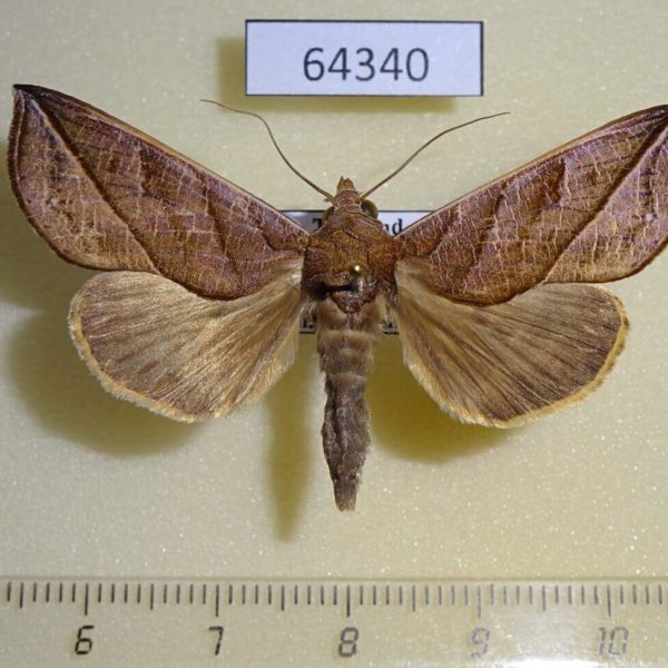 Noctuidae Calyptra fletcheri Thailand