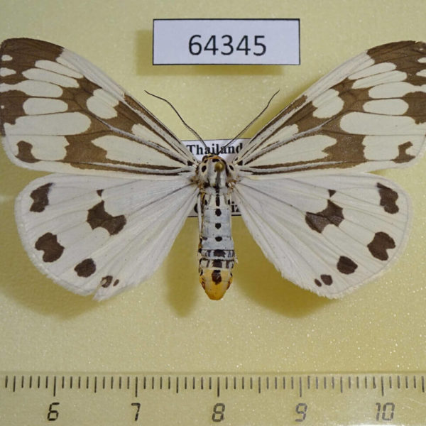Arctiidae Nyctemera adversata f Thailand