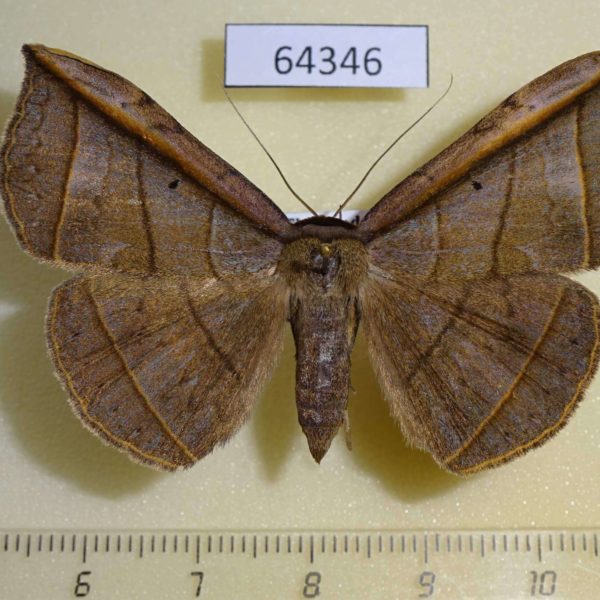Noctuidae Entomogramma fautrix f Thailand