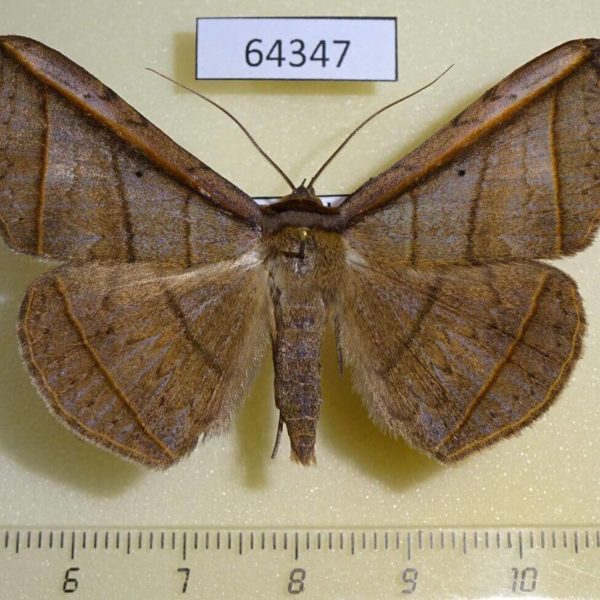 Noctuidae Entomogramma fautrix Thailand