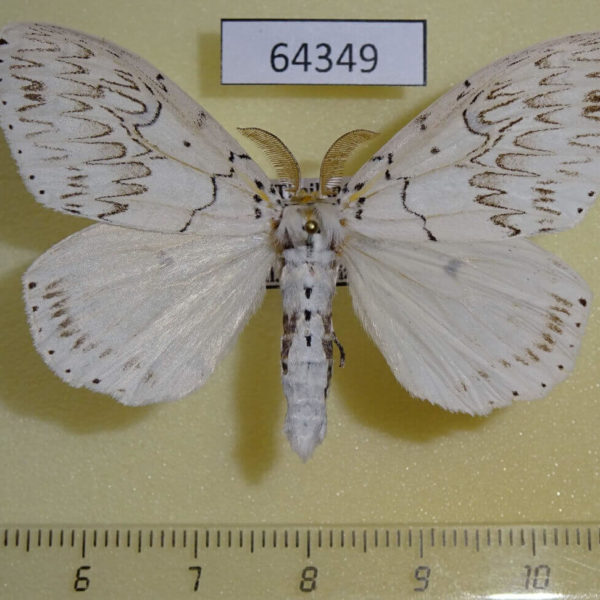 Lymantridae Psilochira lineata Thailand