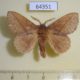 64351p Lasiocampidae Euthrix sherpai Thailand $9