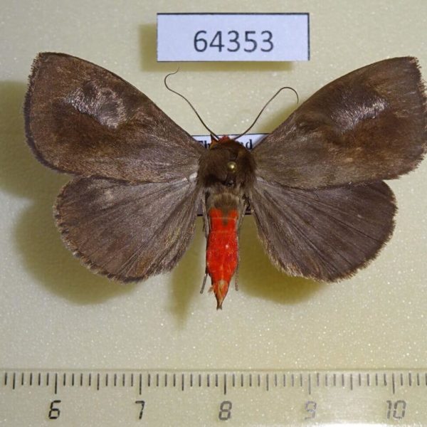 Noctuidae Calesia dasypterus Thailand