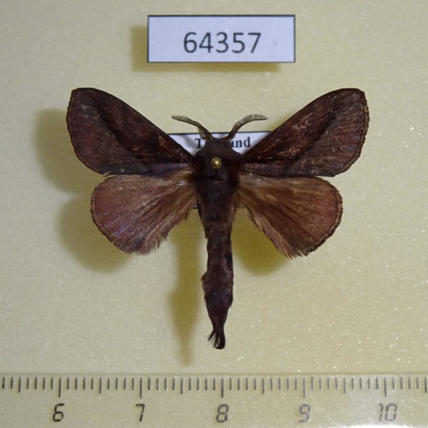Lasiocampidae Kunugia divaricata Thailand