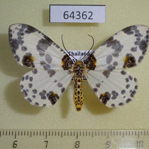 Geometridae Abraxas sylvata Thailand