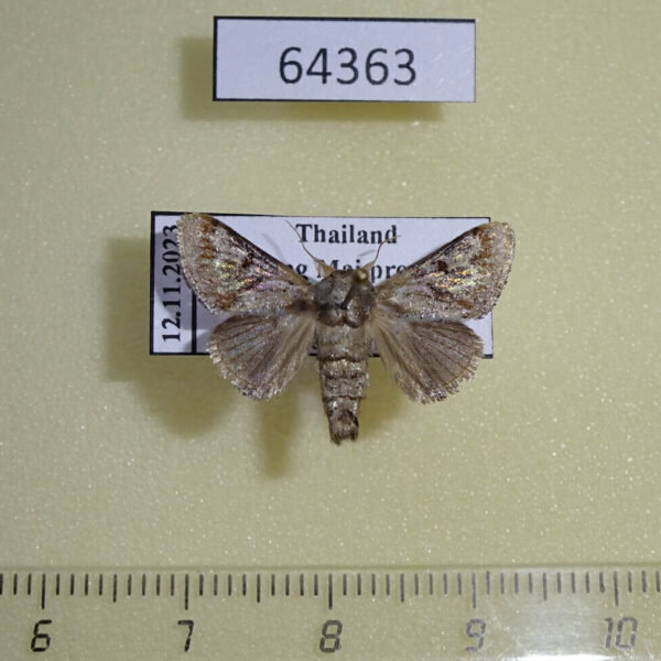 Limacodidae Nirmides basalis Thailand