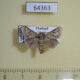 64363p Limacodidae Nirmides basalis Thailand $5