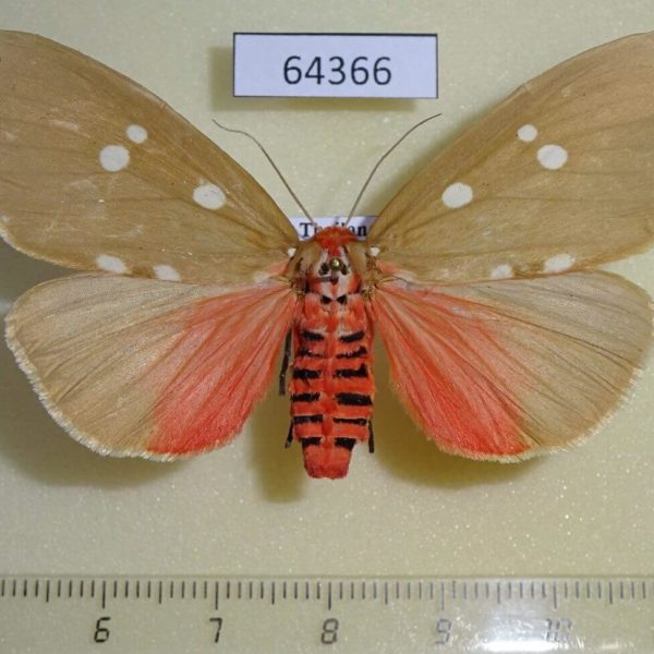 Noctuidae Tinolius eburneigutta f Thailand