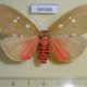 64366p Noctuidae Tinolius eburneigutta f Thailand $15