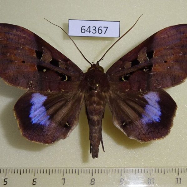 Noctuidae Ischyja marapok Thailand