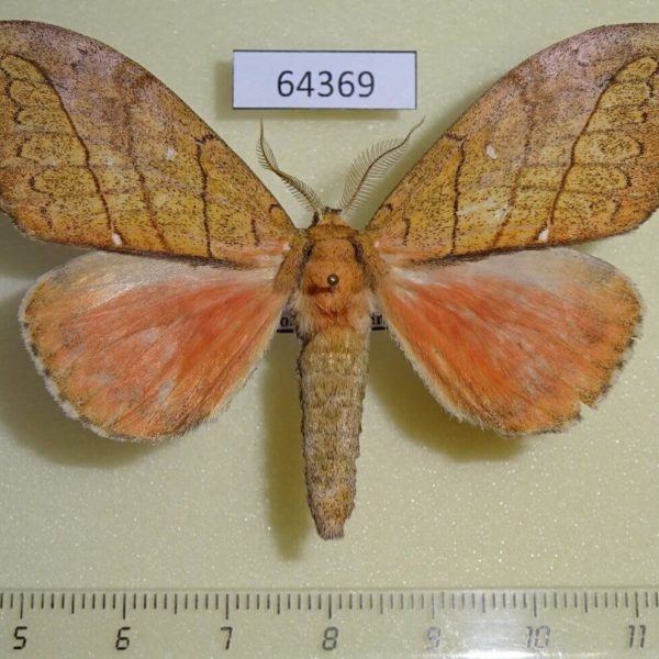 Notodontiidae Gangarides puerariae Thailand