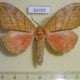 64369p Notodontiidae Gangarides puerariae Thailand $8
