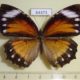 64373p Nymphalidae Elymnias hypermnestra tinctoria f Thailand $10