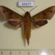 64377p Sphingidae Rhagastis acuta Thailand $10