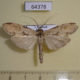 64378p Notodontiidae Thacona ingens Thailand $7