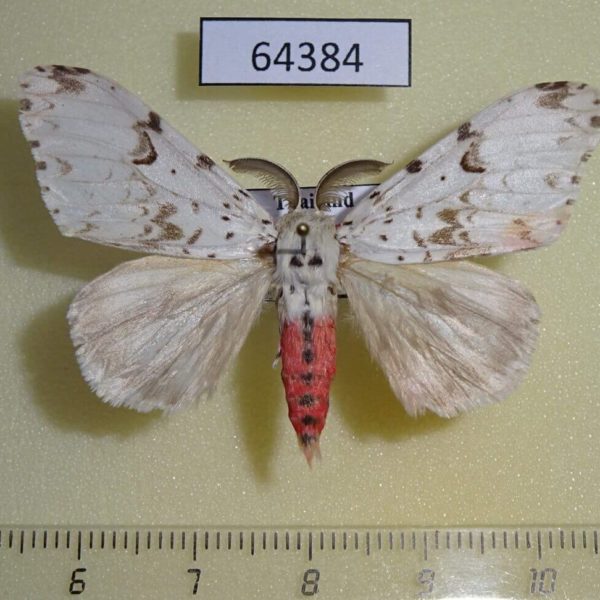 Lymantridae Lymantria orestera Thailand