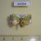 64394p Limacodidae Parasa albipuncta Thailand $7