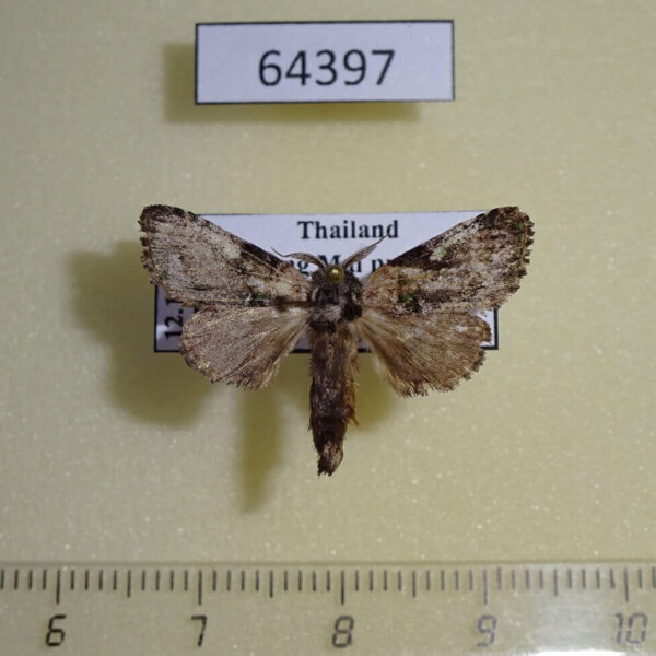 Notodontiidae Notodontella viridinota Thailand