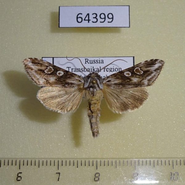 Noctuidae Cucullia fuchsiana Transbaikal reg.