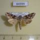 64399p Noctuidae Cucullia fuchsiana Transbaikal reg. $10