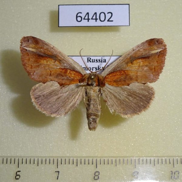 Notodontiidae Rosama ornata f Primorye