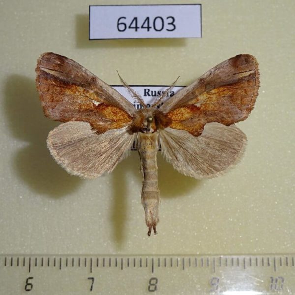 Notodontiidae Rosama ornata Primorye