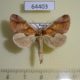 64403p Notodontiidae Rosama ornata Primorye $12