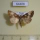 64408p Noctuidae Dysmillichia gemella Primorye $6
