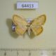 64413p Drepanidae Drapetodes mitaria Thailand $5