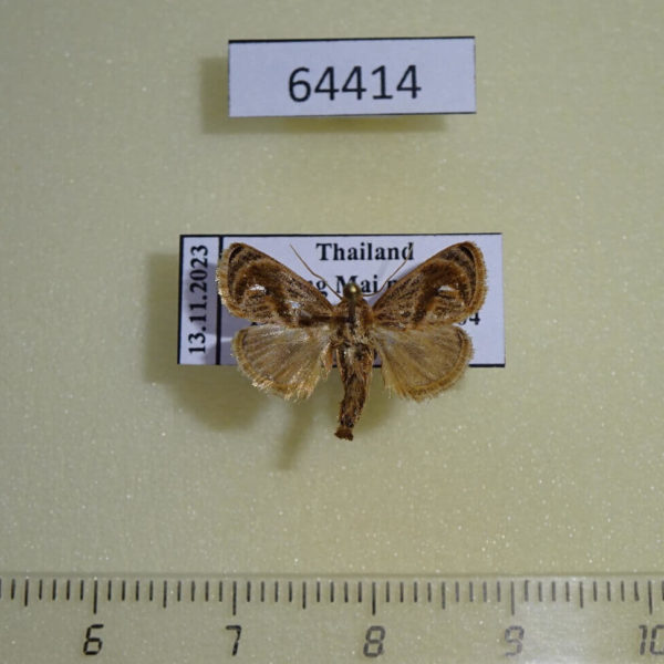 Limacodidae Atosia himalayana Thailand