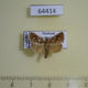 64414p Limacodidae Atosia himalayana Thailand $9