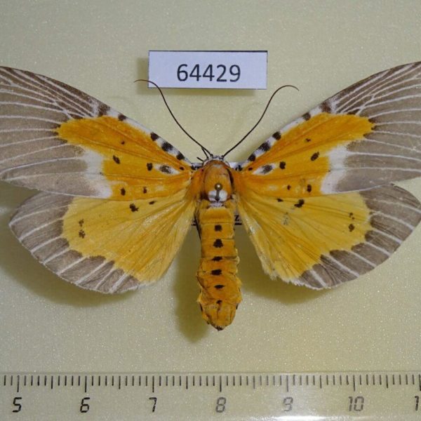 Noctuidae Peridrome subfascia Thailand