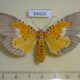 64429p Noctuidae Peridrome subfascia Thailand $8