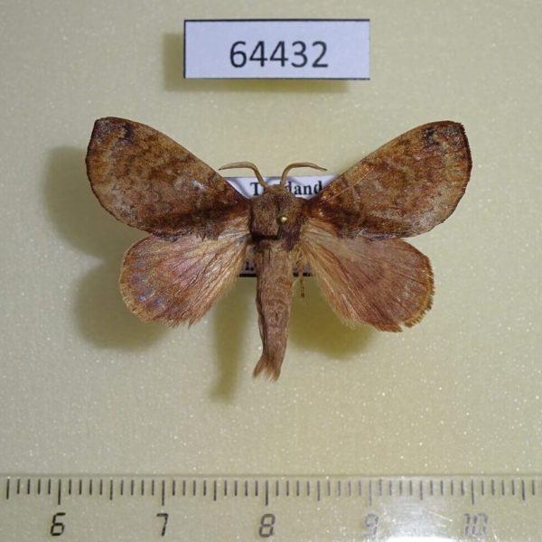 Lasiocampidae Micropacha crocha Thailand
