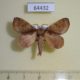 64432p Lasiocampidae Micropacha crocha Thailand $7