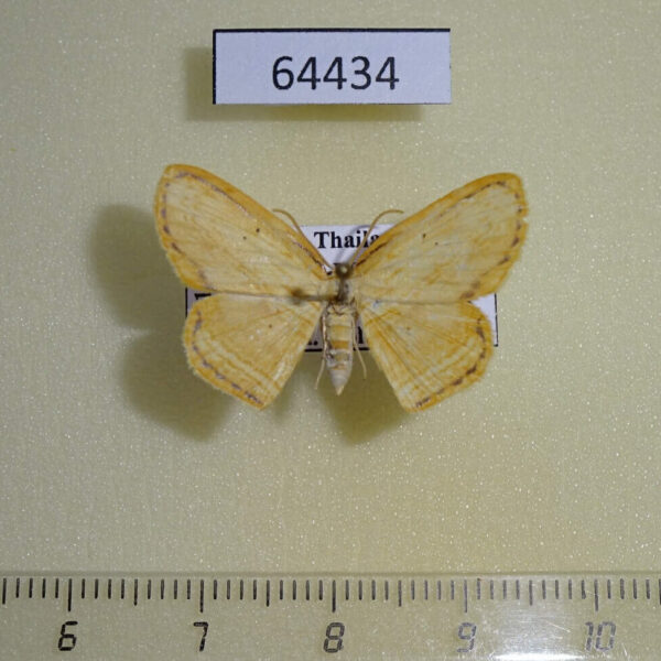 Drepanidae Drapetodes mitaria Thailand