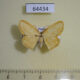 64434p Drepanidae Drapetodes mitaria Thailand $6
