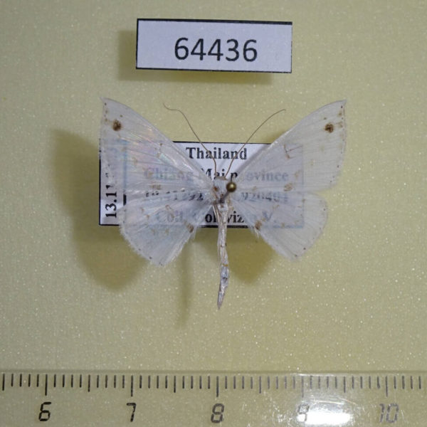 Geometridae Derambila dentifera Thailand
