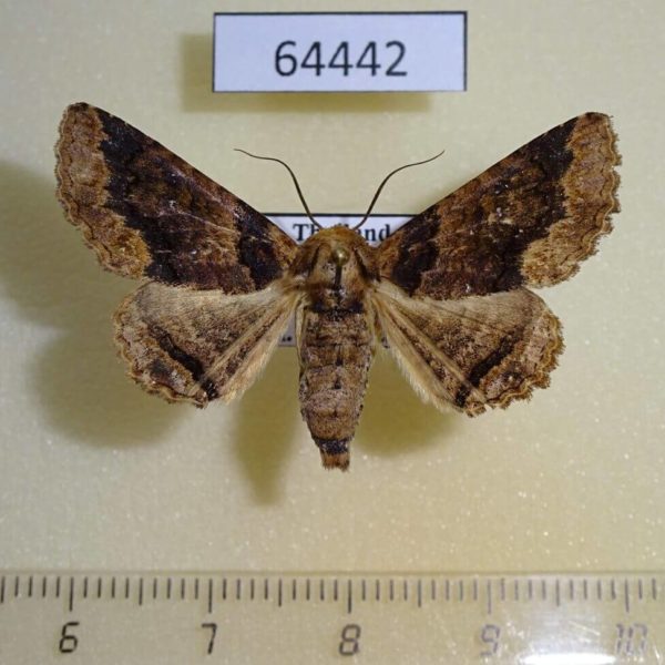 Noctuidae Pericyma cruegeri Thailand