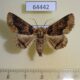 64442p Noctuidae Pericyma cruegeri Thailand $6