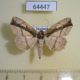 64447p Noctuidae Tamba lala Thailand $12