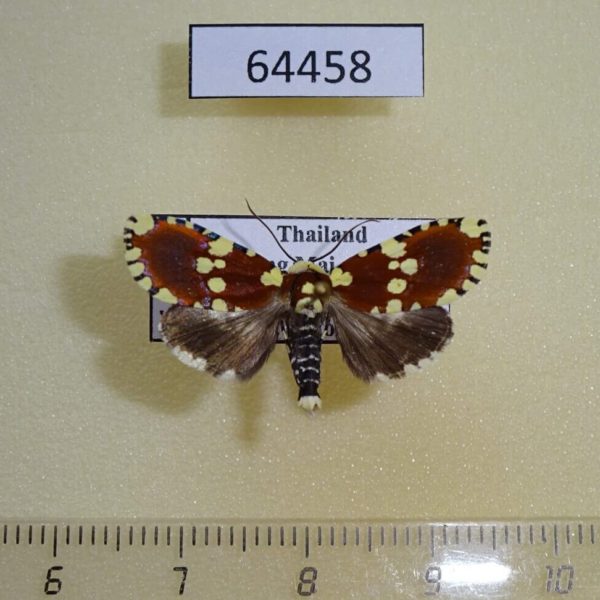 Noctuidae Yepcalphis dilectissima Thailand