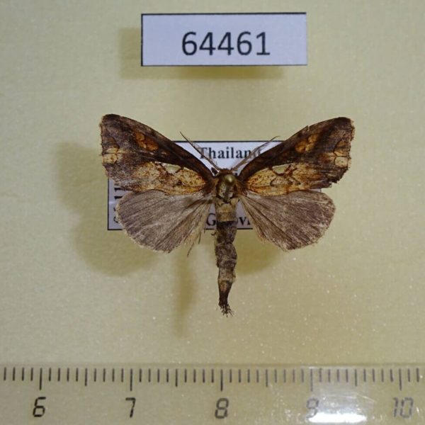 Notodontiidae Rosama plusioides Thailand